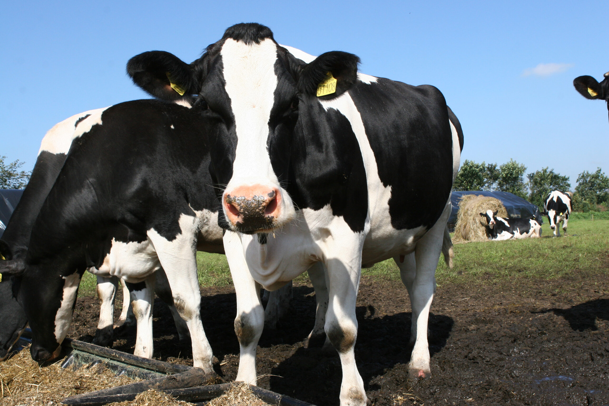Stor efterspørgsel på mejeriprodukter sikrer Arla et stærkt halvårsresultat