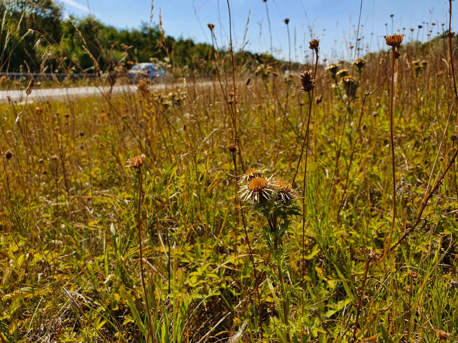 Vejdirektoratet fremmer biodiversiteten og lader græsset gro lidt længere