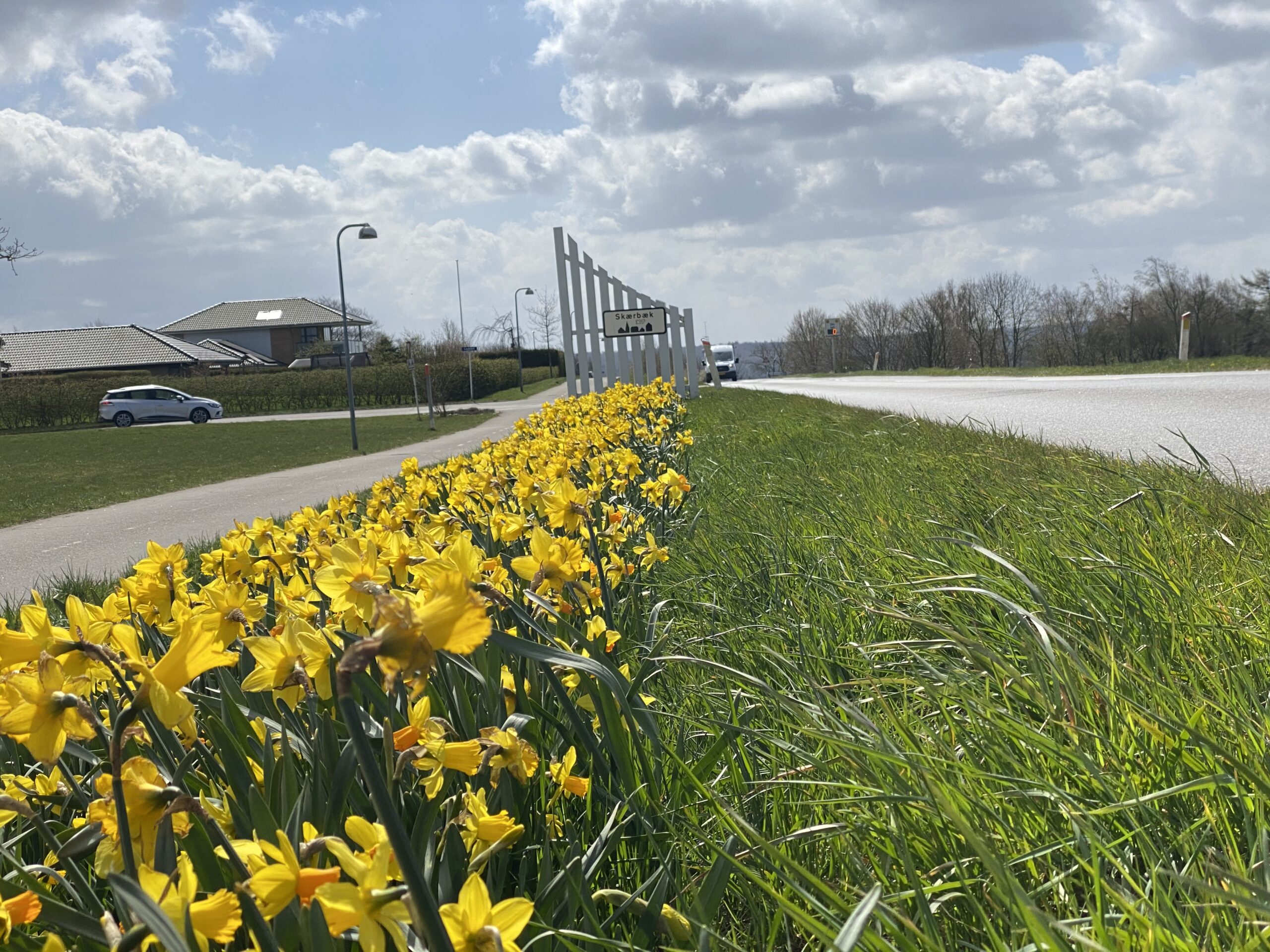 Blomster pryder – 120.000 blomsterløg skyder op forskellige steder i kommunen