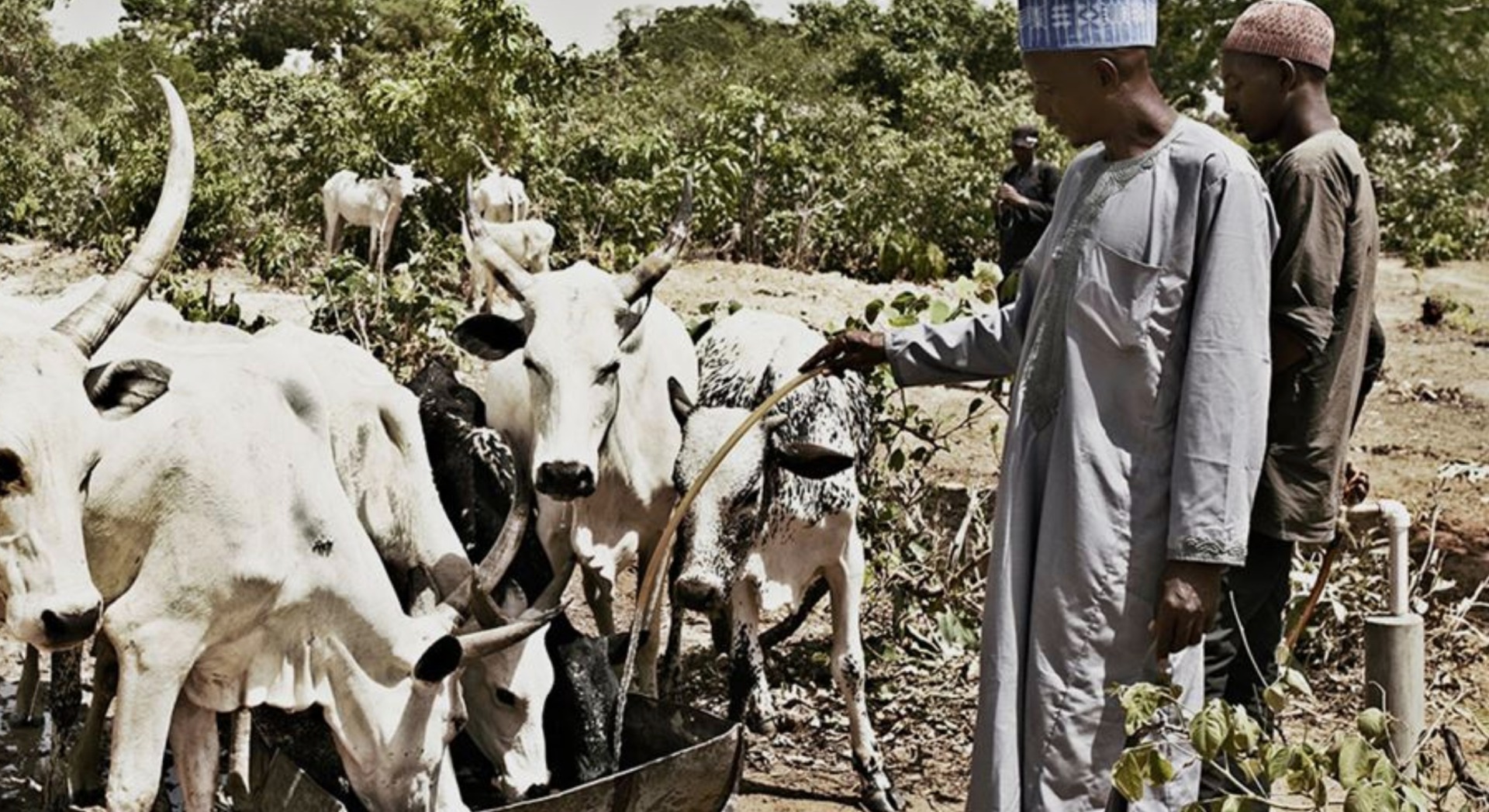 Arla bygger egen gård i Nigeria for at støtte lokal mælkeproduktion